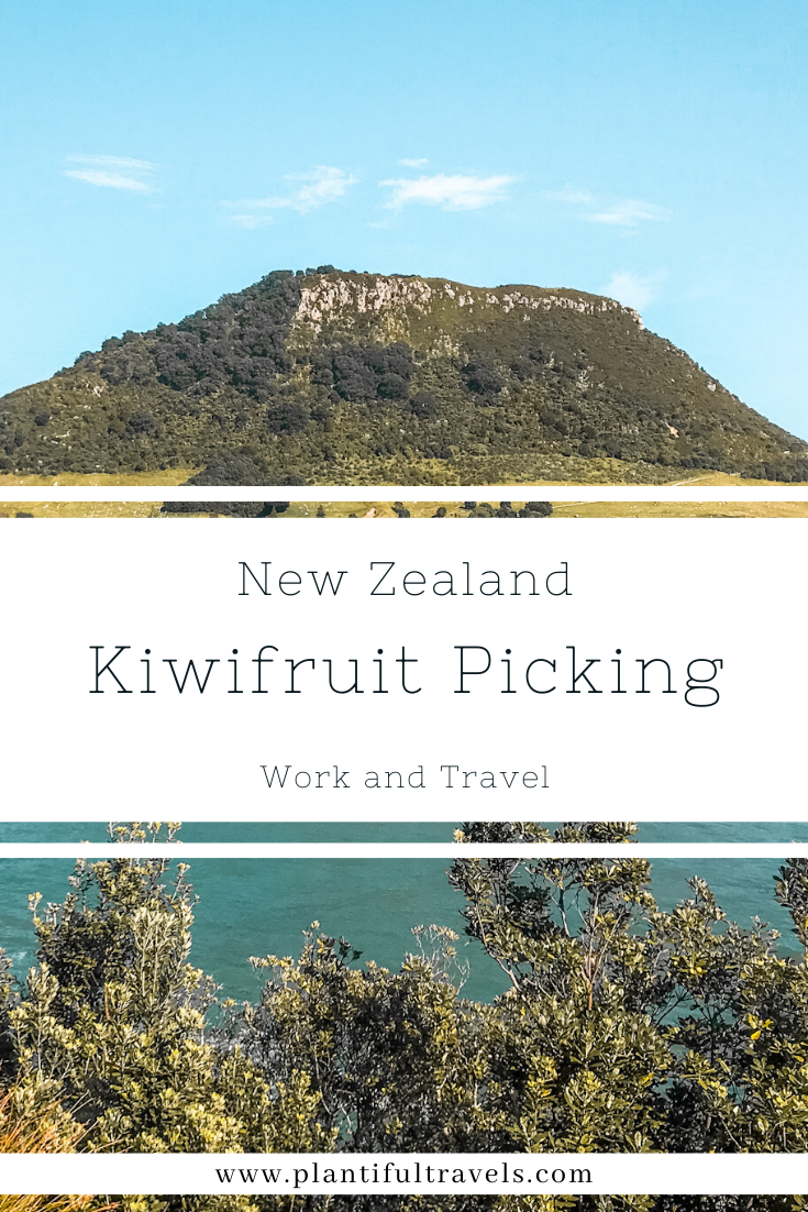 Pinterest Kiwifruit Picking Te Puke Work Travel New Zealand Backpacker
