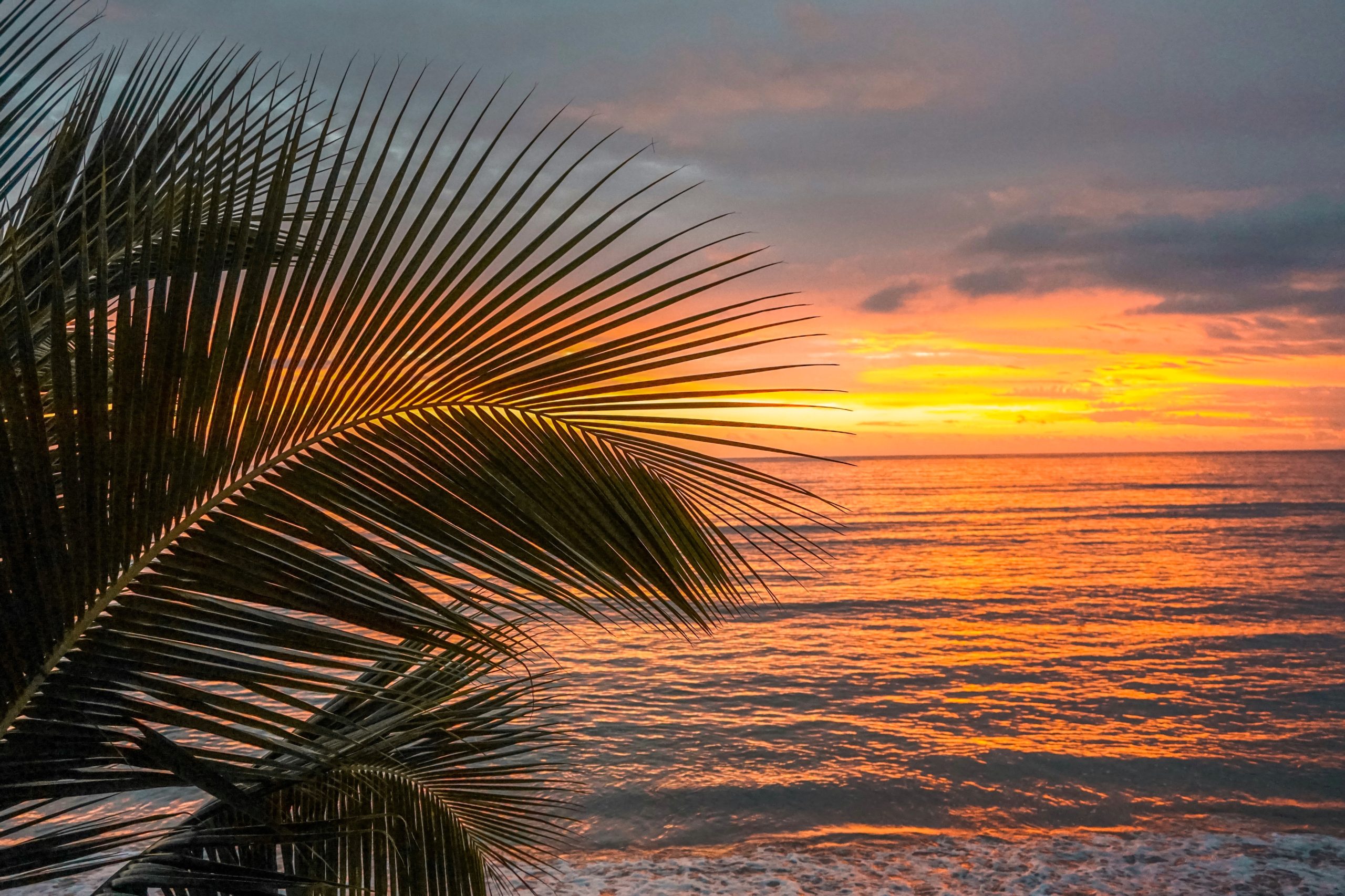 Fiji Sunset Palm Tree Ocean