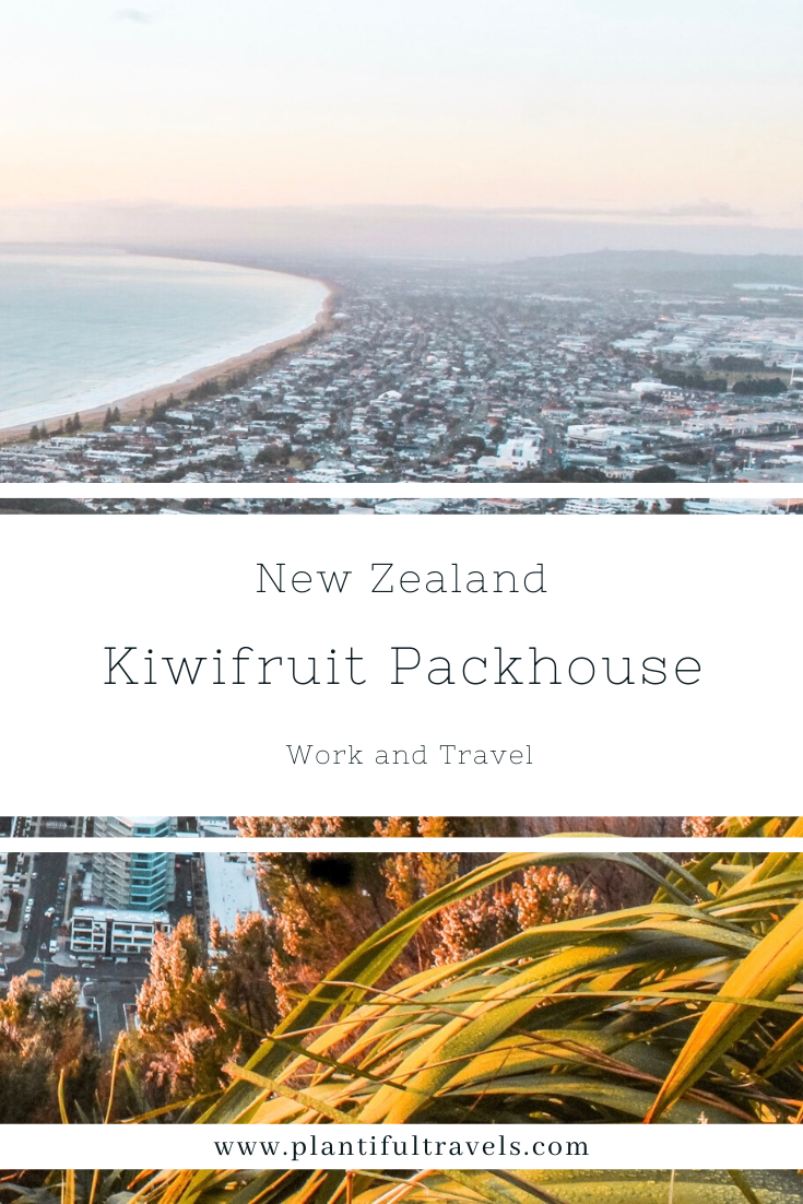 Pinterest Kiwifruit Work New Zealand Work Travel Job Te Puke