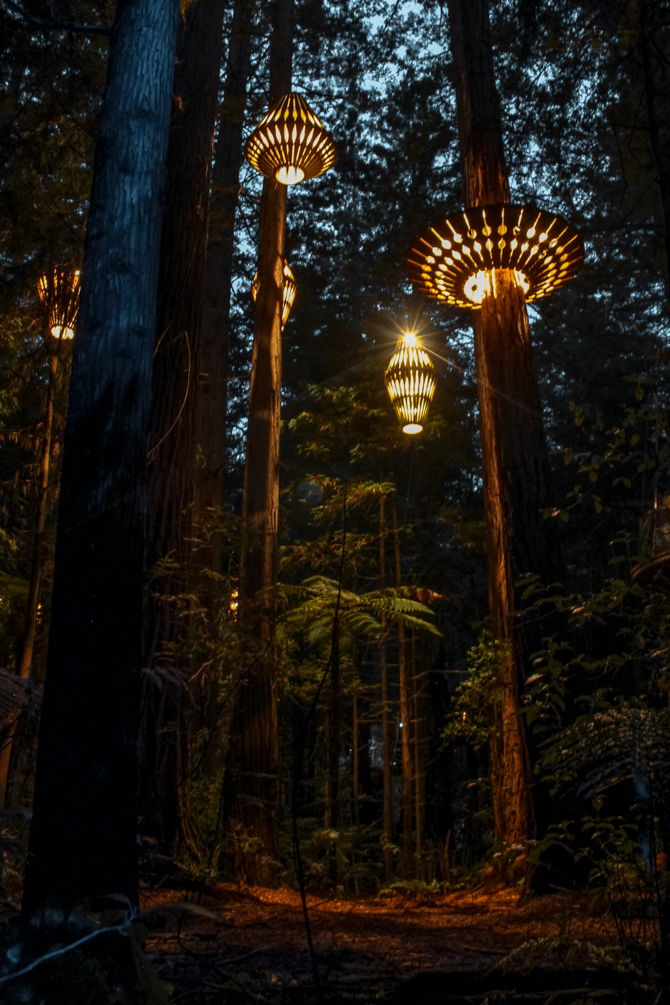 Redwoods Forest Light Tree Walk Rotorua New Zealand 