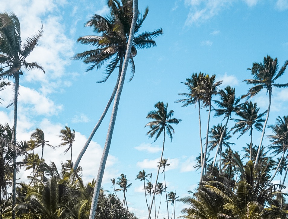 palm tree garden samoa savaiii
