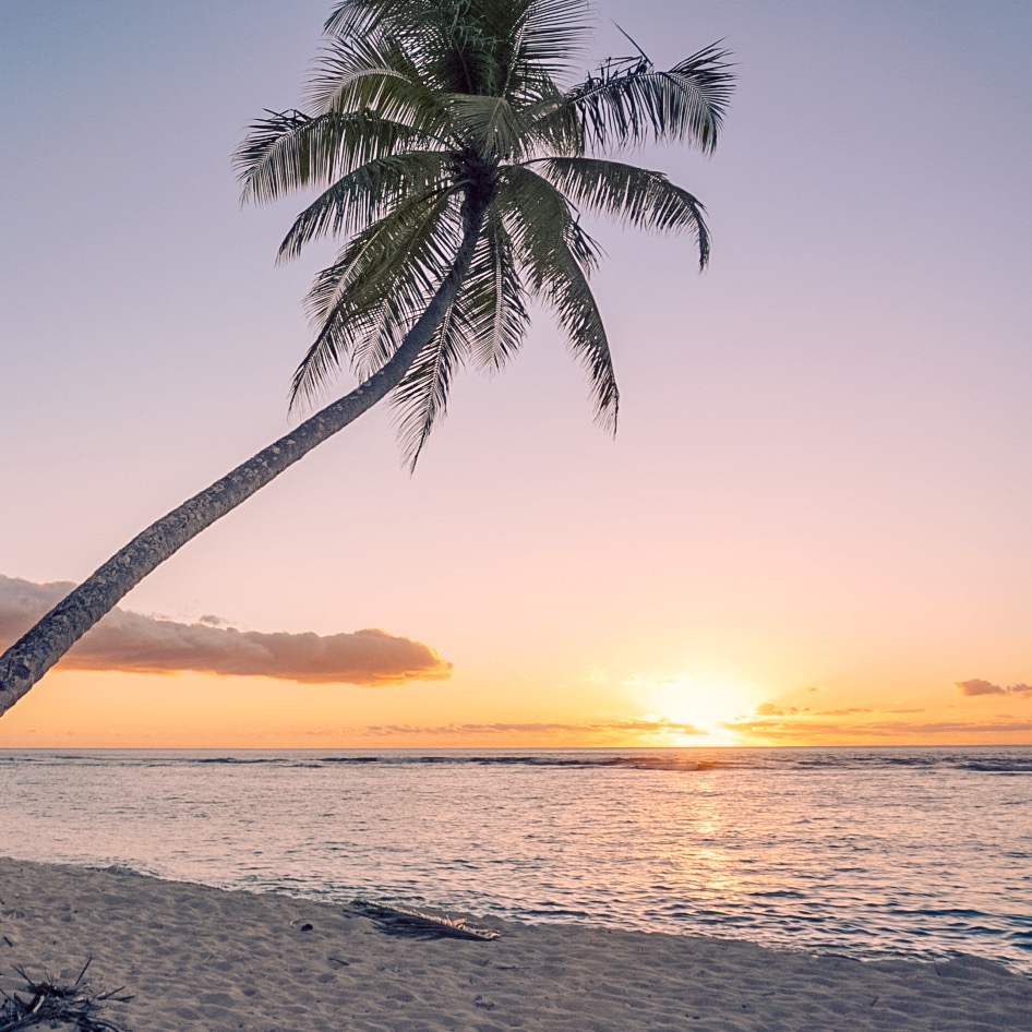 Falealupo Beach Palm Tree Sunset Samoa Savaii