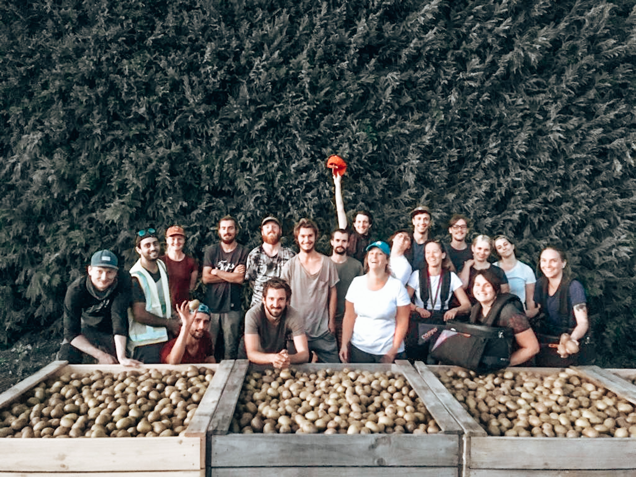 Kiwifruit Picking Team New Zealand Te Puke