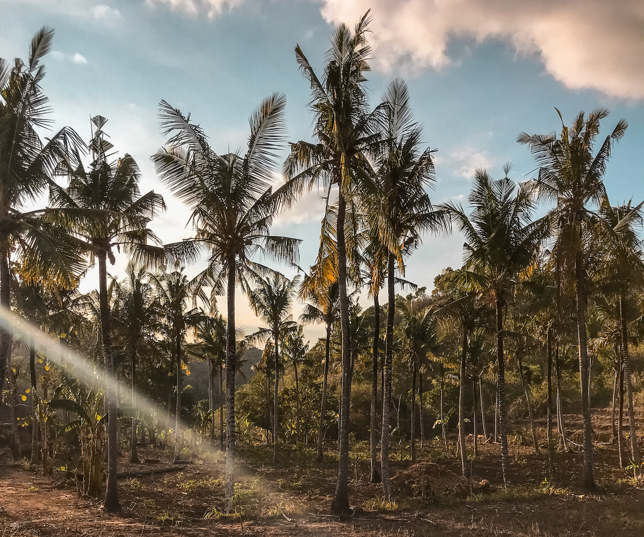 Nusa Penida Sunset Palm Trees Bali 