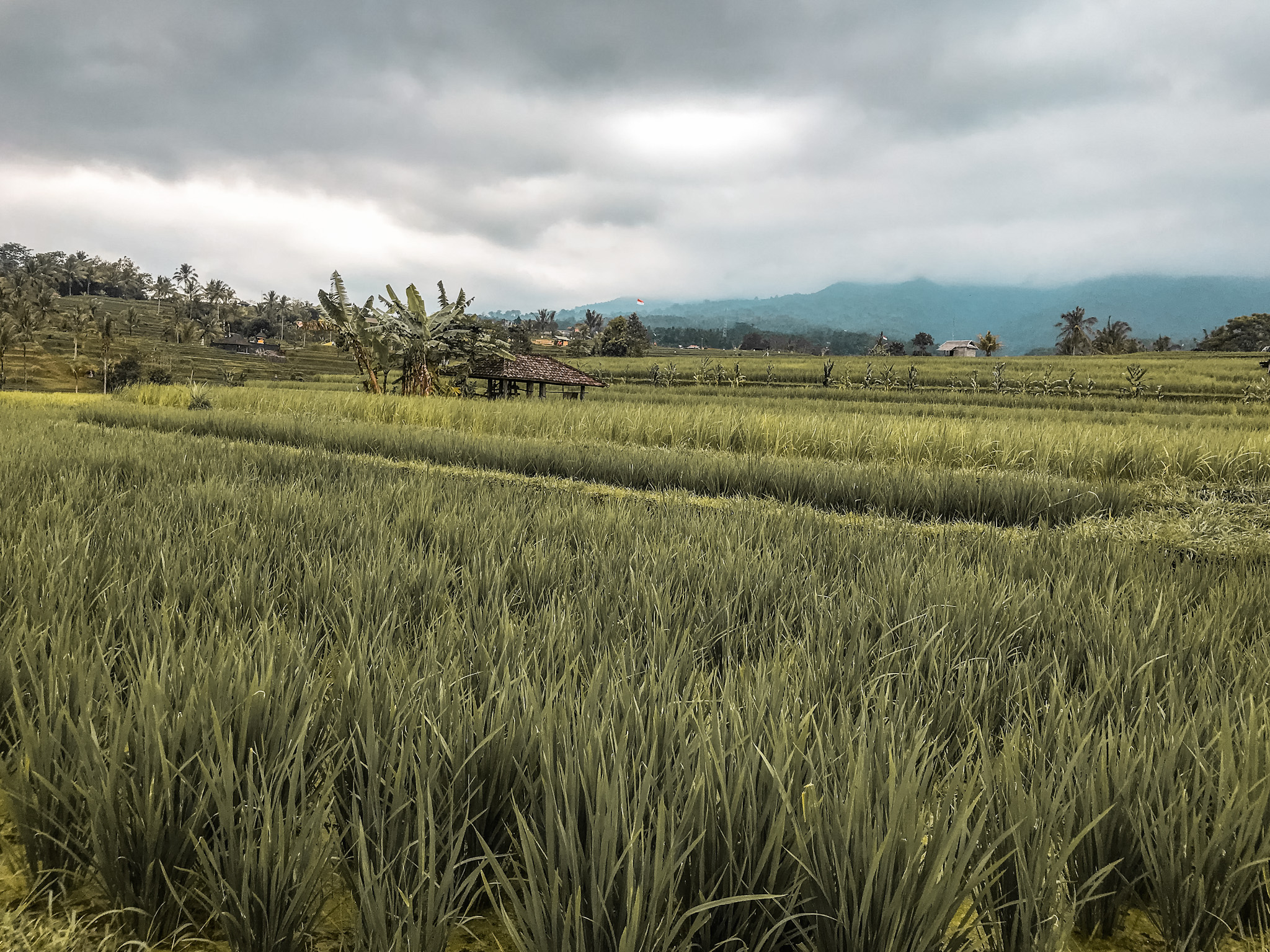 Lush Green Rice Terraces Bali