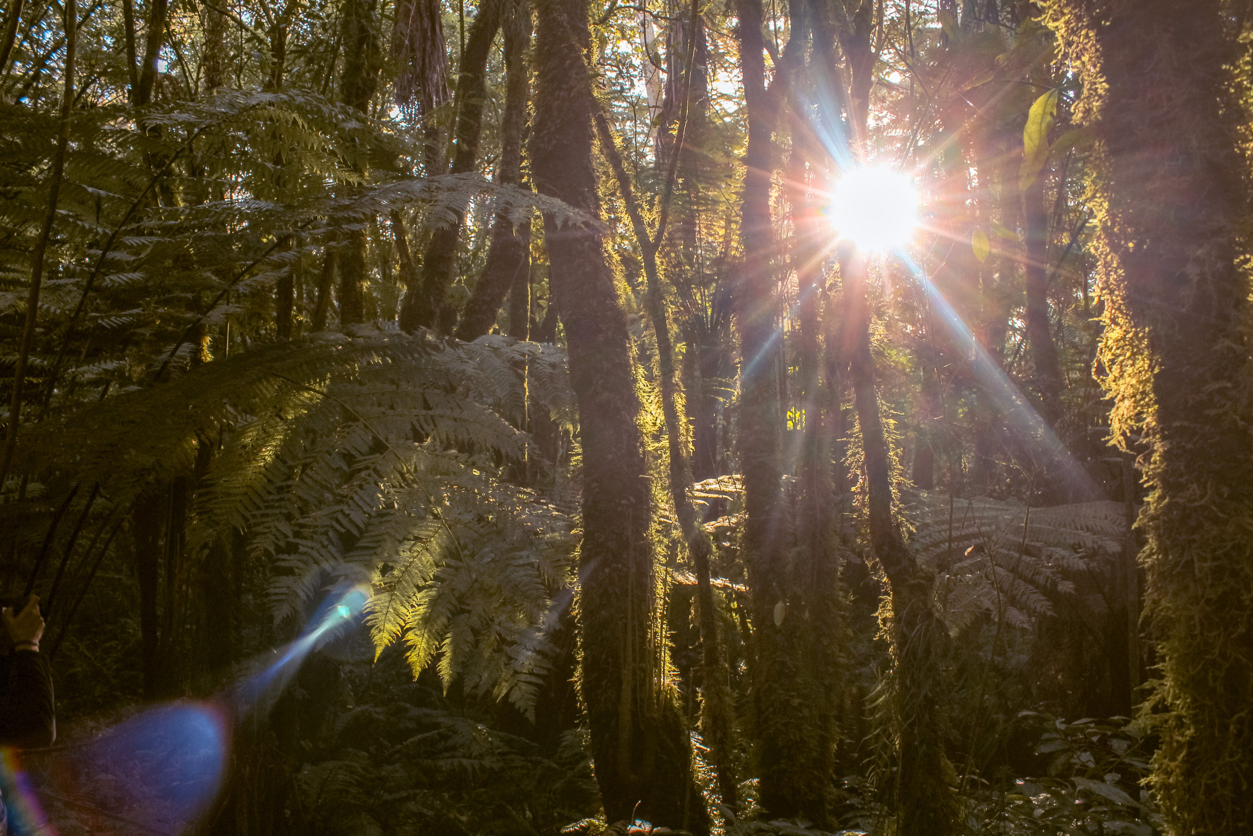 Rotorua Redwoods - Whakarewarewa Forest Sunshine North Island New Zealand