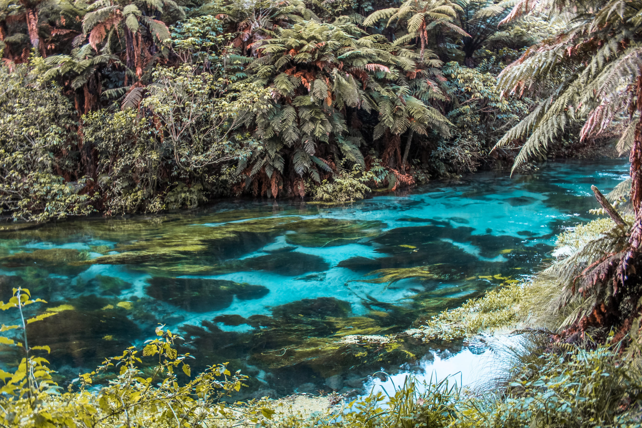 Blue Springs New Zealand North Island