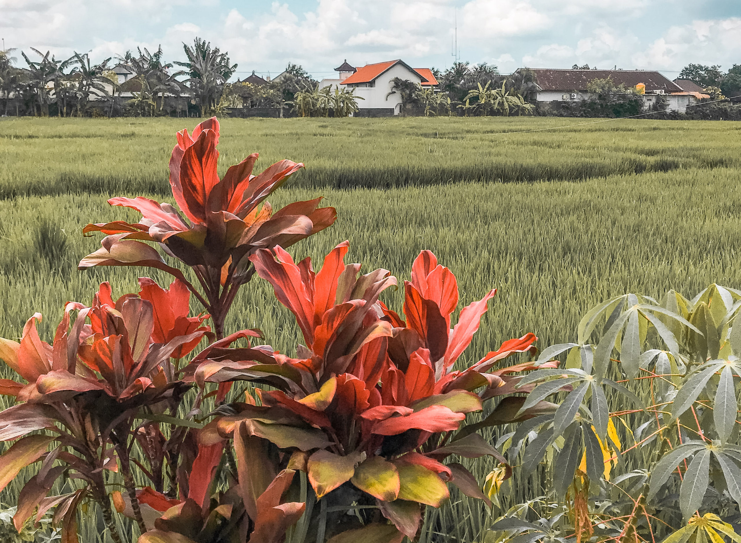 Bali Flower Rice Field Canggu